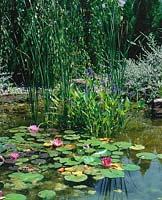 Wasserpflanzen Mischung Teich mit Nymphaea / Stimmungsbild