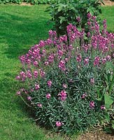 ERYSIMUM linifolium Bowles