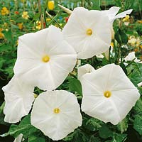 IPOMOEA Pearly Gates