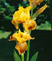 Iris x germanica Bengal Tiger
