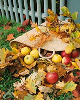 Autumn scene,  basket bag with apples