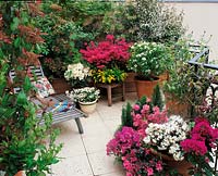 Terrasse im Frühling / Kübelpflanzen