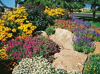Summerflowers for rock-garden