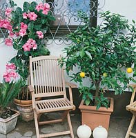Sommer Terrasse, Kübelpflanzen 