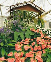 Greenhouse with Anthurium