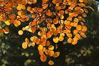 Herbst Licht / Stimmung / Blätter 