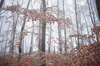 Deciduous forest in winter