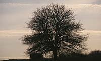 Atmospheric picture with tree at dusk