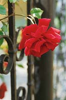 Stimmungsbild Rosenblüte durch Eisenzaun 
