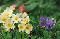 Greetings from the spring / Primula veris  and Viola odorata