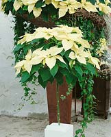 Euphorbia pulcherrima white / Hochstamm (Poinsettia)