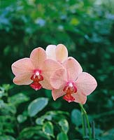 Phalaenopsis Barbara Golden
