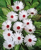 Mesembryanthemum Gelato White