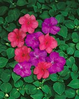 IMPATIENS ISLAND PUNCH MIXED