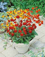 CALCEOLARIA Sunset mixed in pot