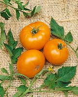 Solanum Yellow Brandywine