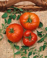 Tomate/Lycopersicon esculentum MARGLOBE