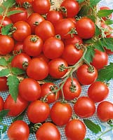 Tomate/Lycopersicon esculentum Gnom