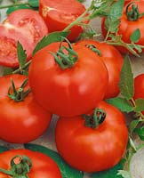 Tomate/Lycopersicon esculentum Ljubitel