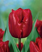 Tulipa Triumph Othello