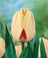 Tulipa Darwin Hybrid Burning Heart