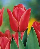 Tulipa Triumph Rosamunde