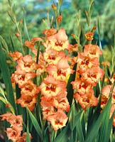 Gladiolus Butterfly Tinkerbelle