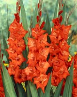Gladiolus Cartago
