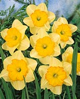 Narcissus Small Cupped Fried Eggs