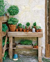 potting area, seedling plants in terracotta pots