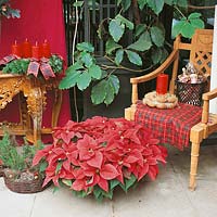 Adventsdekorationen und roter Weihnachtsstern