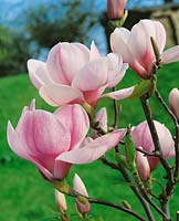 Magnolia Sundew