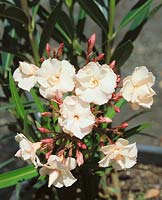 Nerium oleander Mrs Anderson