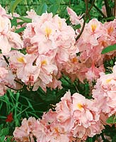 Rhododendron Cecile