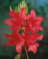 Rhododendron x kurume Duke