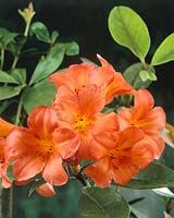 Vireya Rhododendron Scarlet Beauty