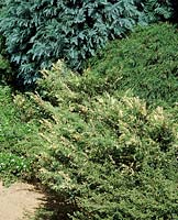 Juniperus Blonde Theis