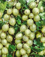 Ribes uva-crispa Whitesmith