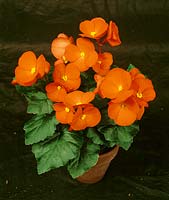 Begonia-Elatior-Hybriden orange