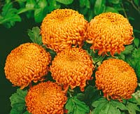 Chrysanthemum Sirocco