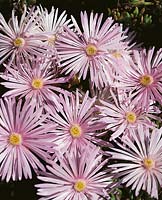 Lampranthus Pale Pink
