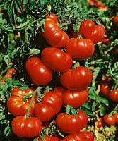 Solanum lycopersicum Marmande