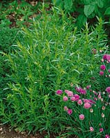 Artemisia dracunculus Francais