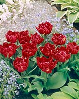 Tulipa Double Early Frederik van Eeden