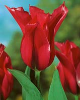 Tulipa viridiflora Doll's Minuet