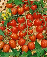 Tomate / Lycopersicon esculentum Serafino