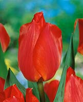 Tulipa greigii Grand Prestige / Charming Silvia