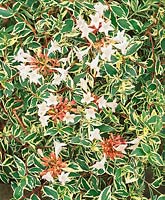 Abelia x grandiflora Variegata Golden Panache
