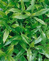 Aucuba japonica Longifolia
