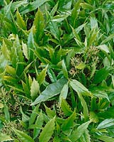 Aucuba japonica Salicifolia